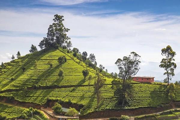 Green Mount View Two Bed Room Apartment Nuwara Eliya Eksteriør bilde